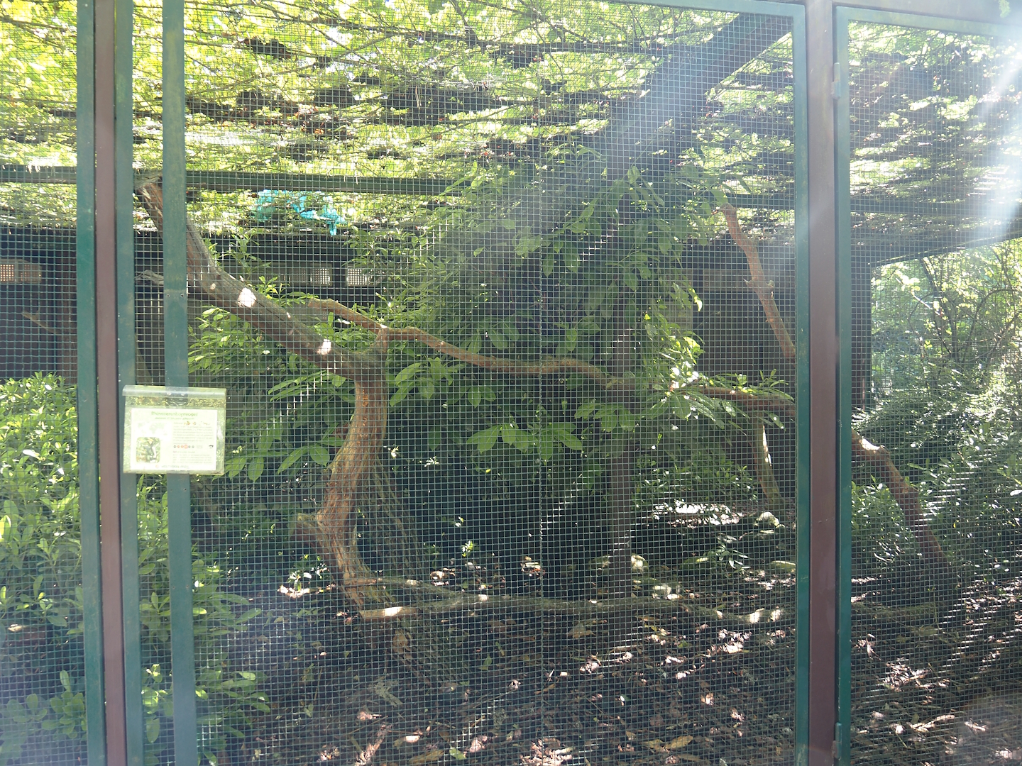 Javan rhinoceros hornbill aviary, 2024-05-23