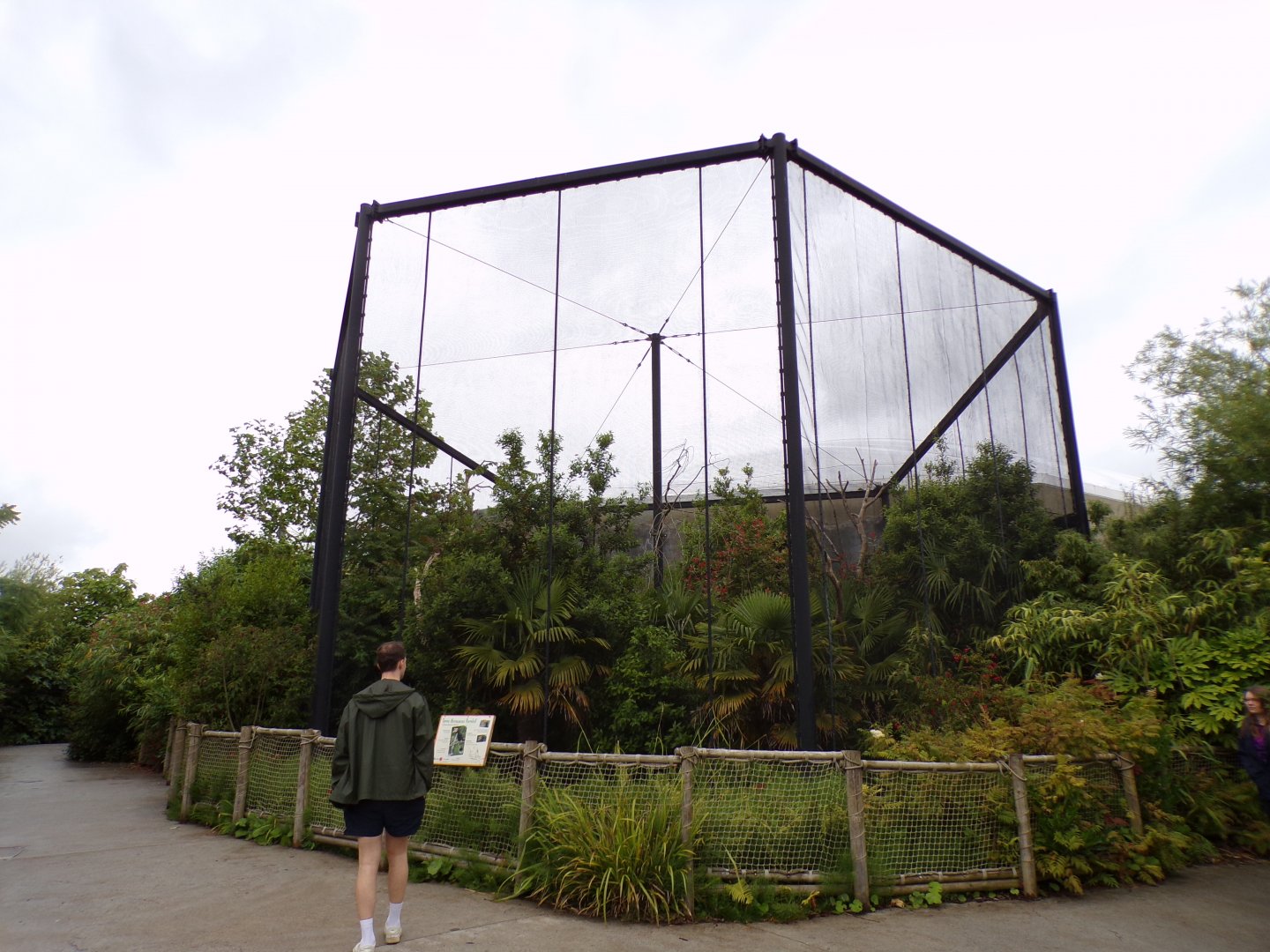 Javan rhinoceros hornbill aviary 29.6.24