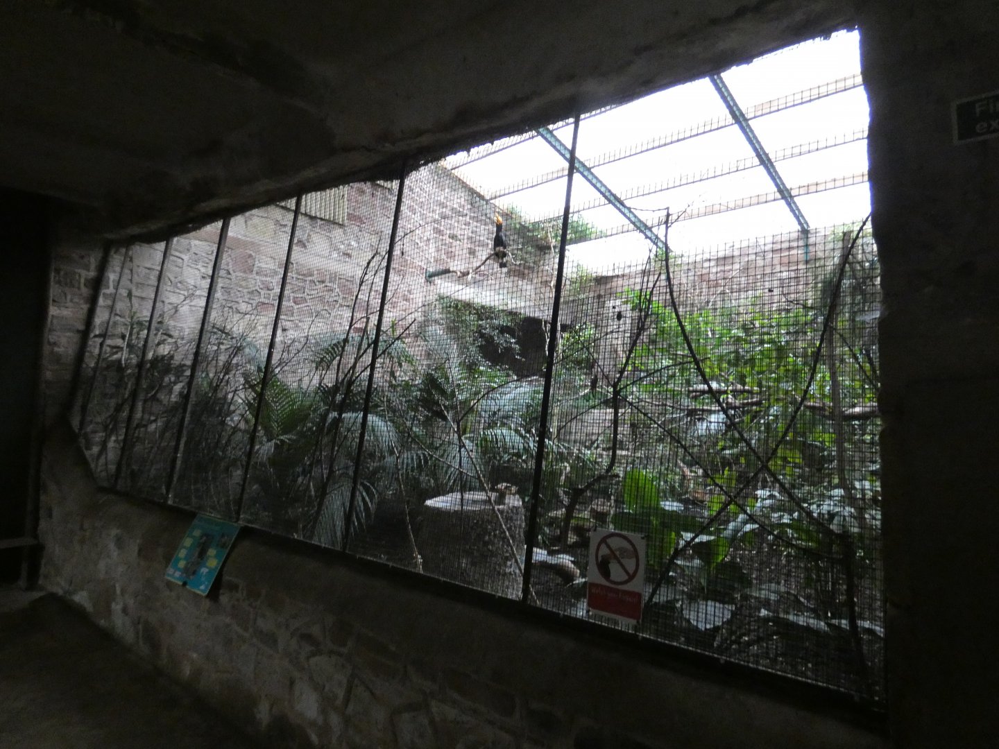 Javan rhinoceros hornbill aviary