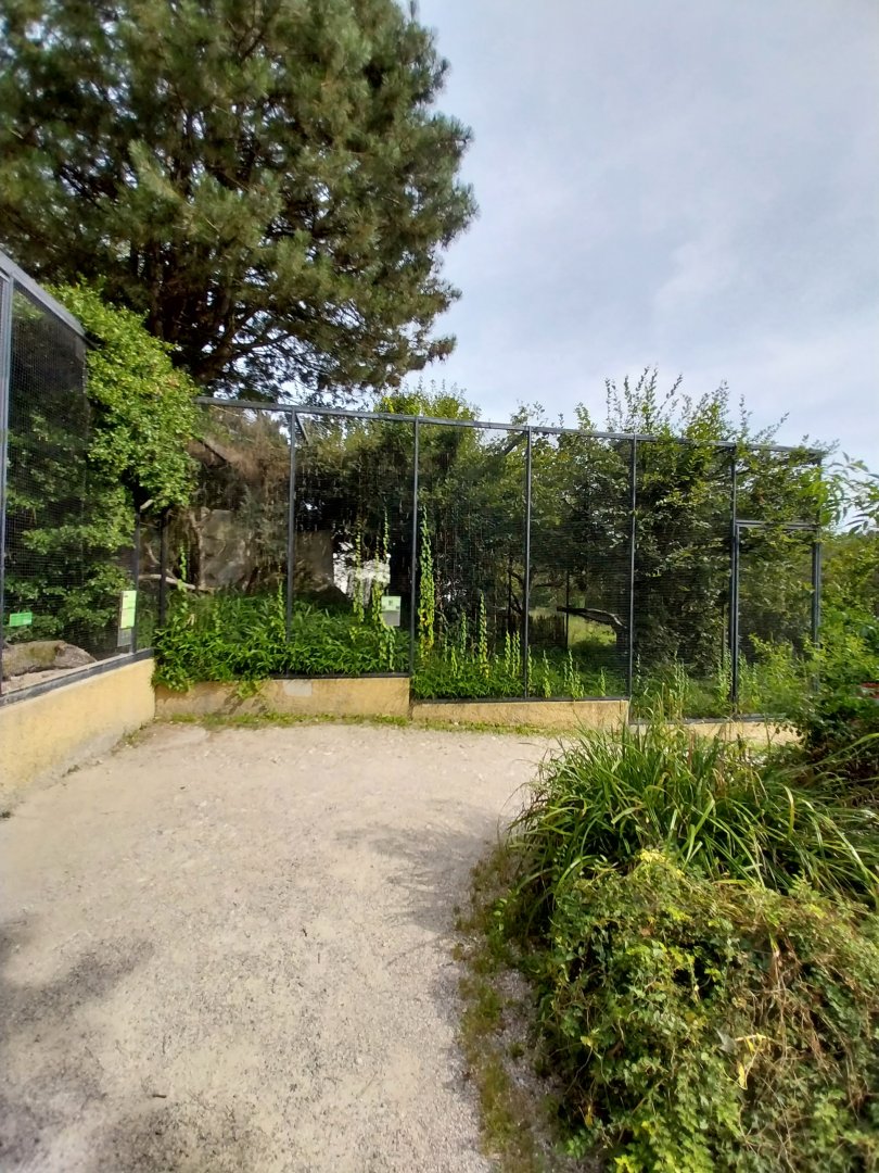 Javan rhinoceros hornbill aviary