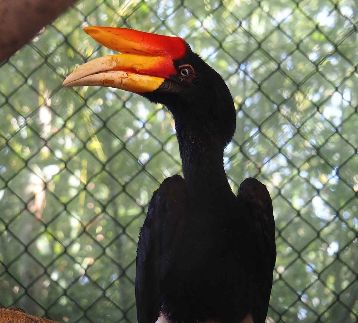 Javan rhinoceros hornbill (Buceros rhinoceros silvestris), 2023-05-19