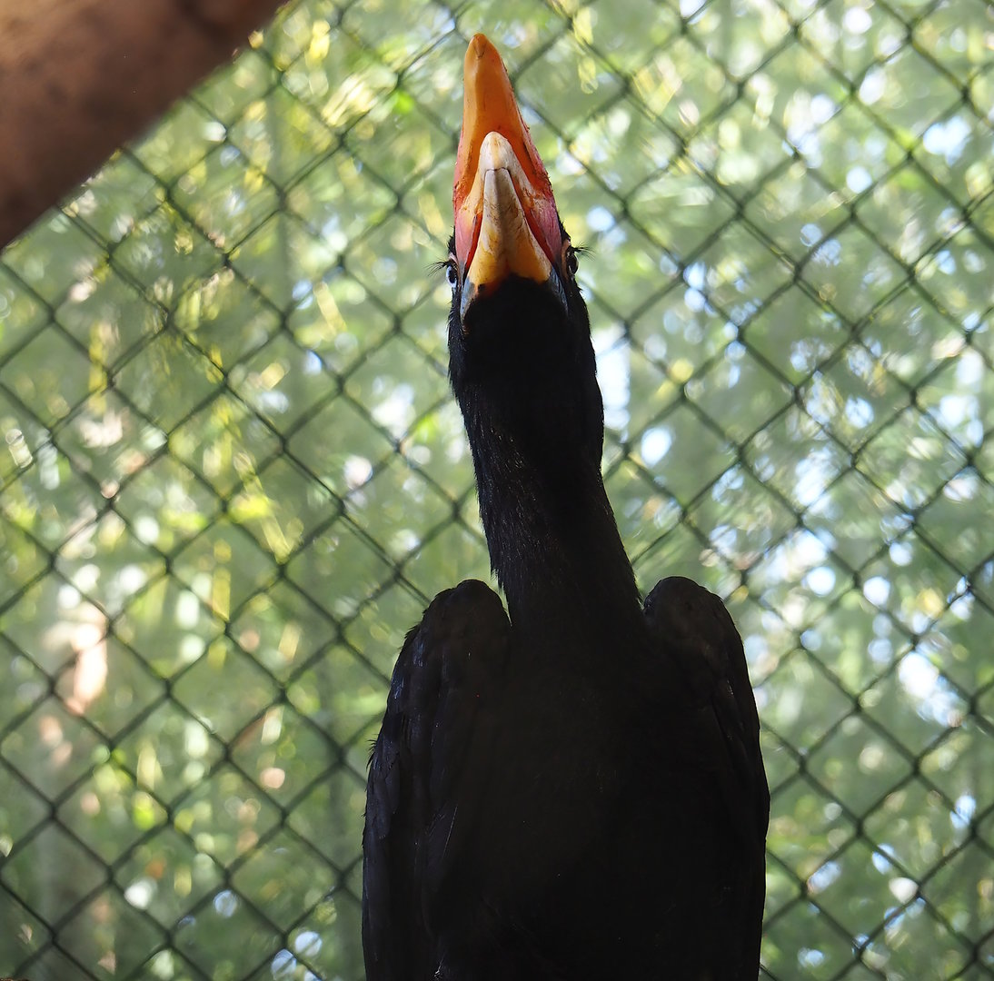 Javan rhinoceros hornbill (Buceros rhinoceros silvestris), 2023-05-19