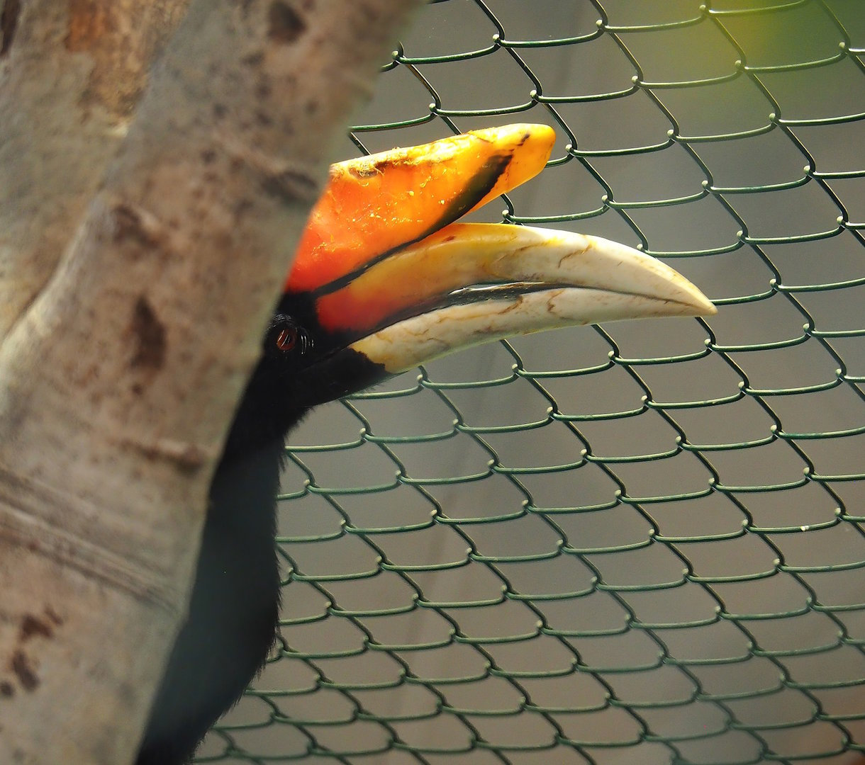 Javan rhinoceros hornbill (Buceros rhinoceros silvestris), 2023-05-19