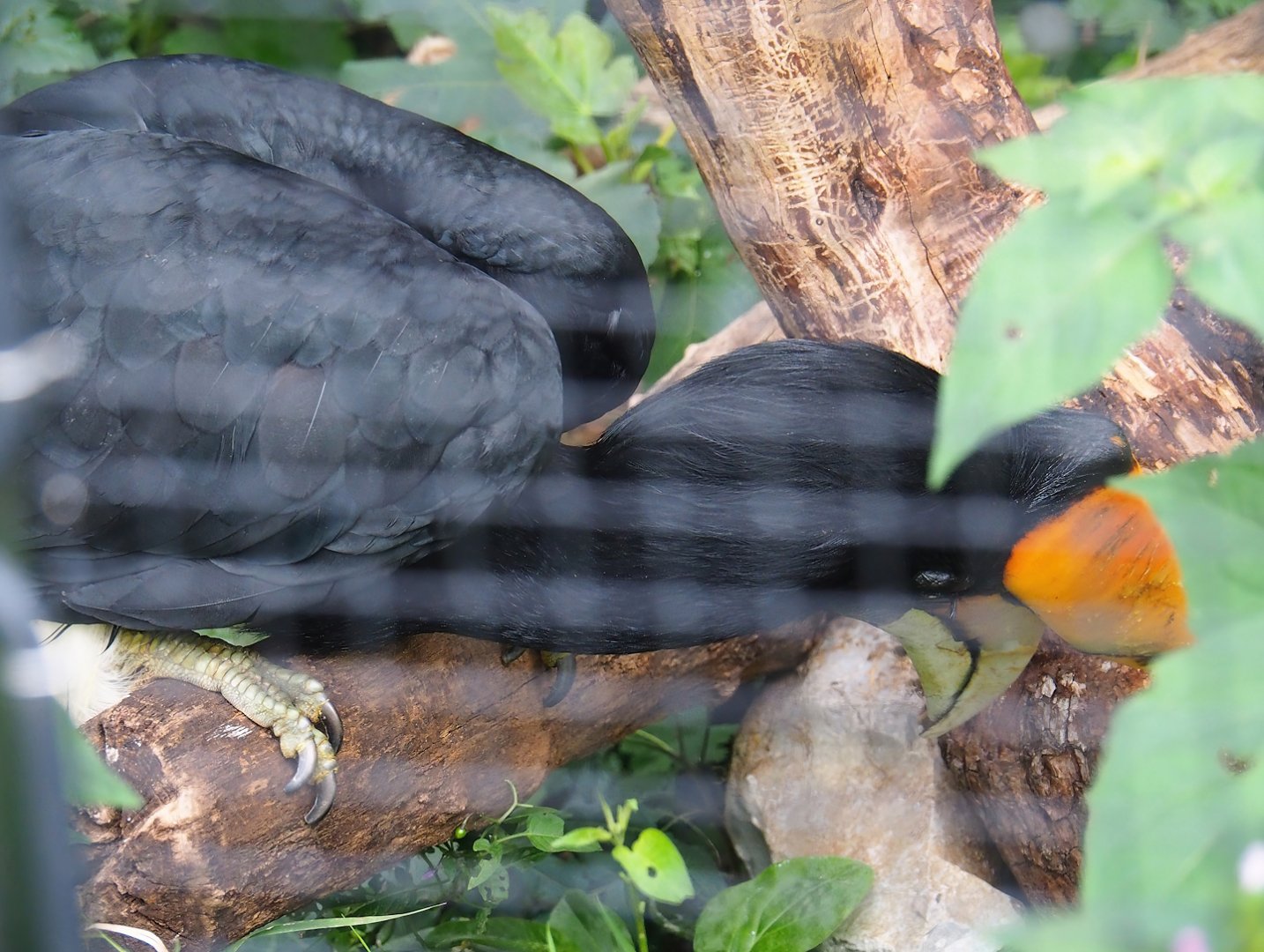 Javan rhinoceros hornbill (Buceros rhinoceros silvestris), 2023-08-17