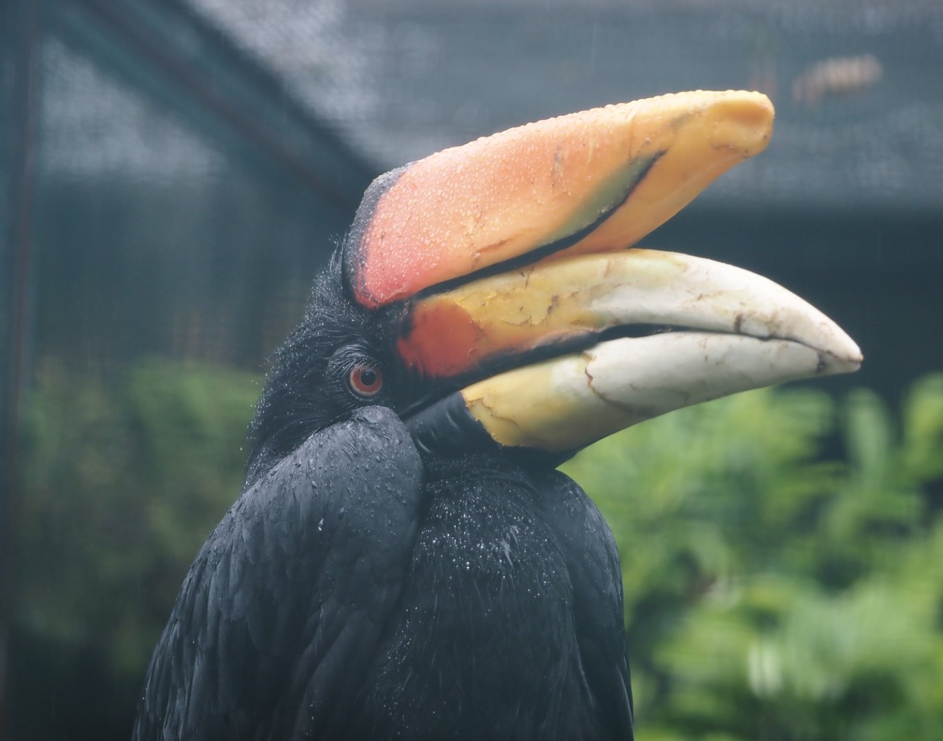 Javan rhinoceros hornbill (Buceros rhinoceros silvestris), 2024-05-22