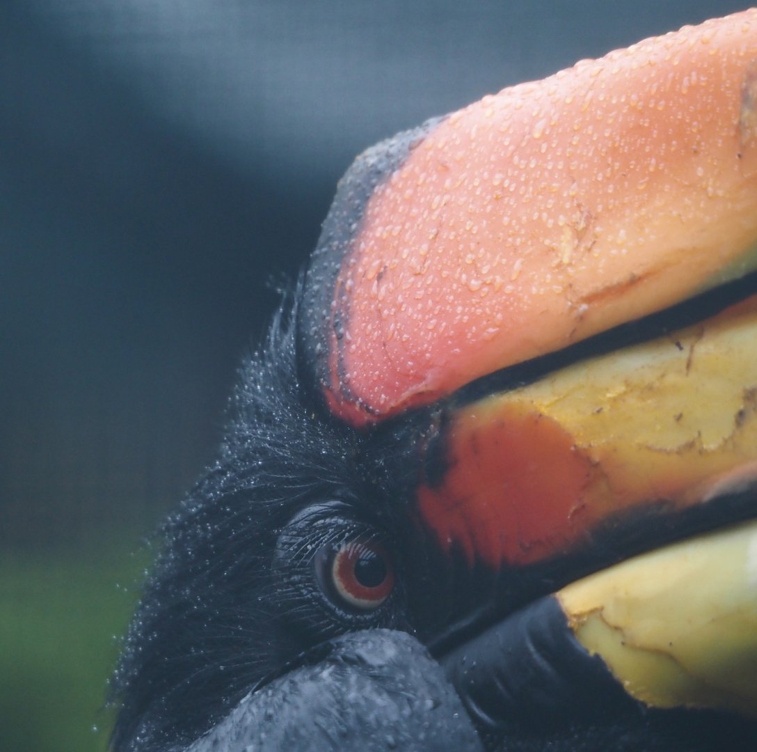 Javan rhinoceros hornbill (Buceros rhinoceros silvestris), 2024-05-22