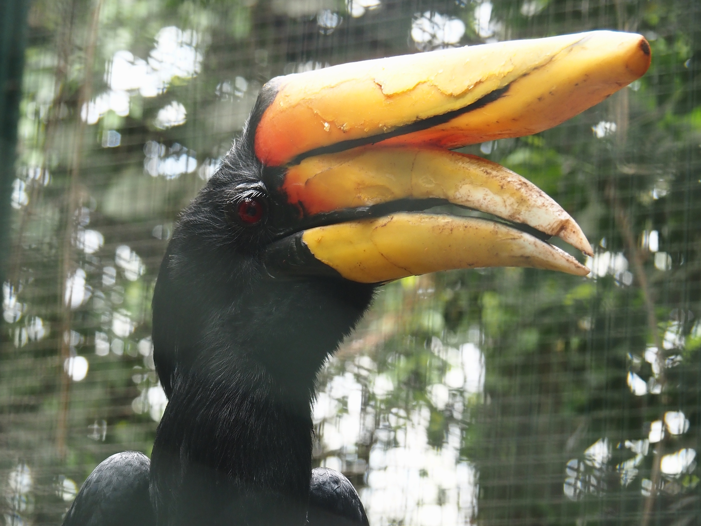 Javan rhinoceros hornbill (Buceros rhinoceros silvestris), 2024-05-22