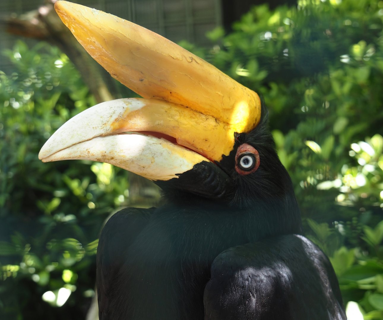 Javan rhinoceros hornbill (Buceros rhinoceros silvestris), 2024-05-23