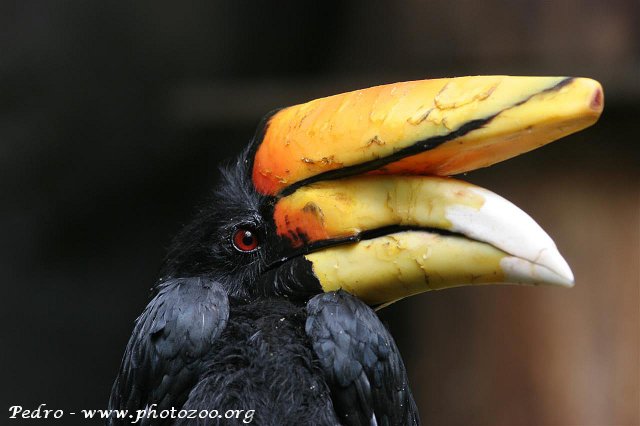 Javan rhinoceros hornbill (Buceros rhinoceros silvestris)