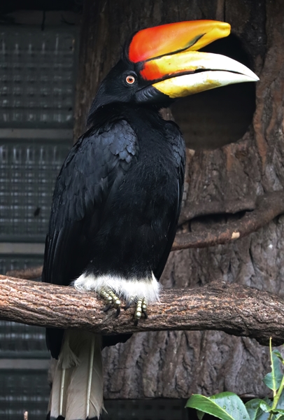 Javan rhinoceros hornbill (Buceros rhinoceros silvestris)