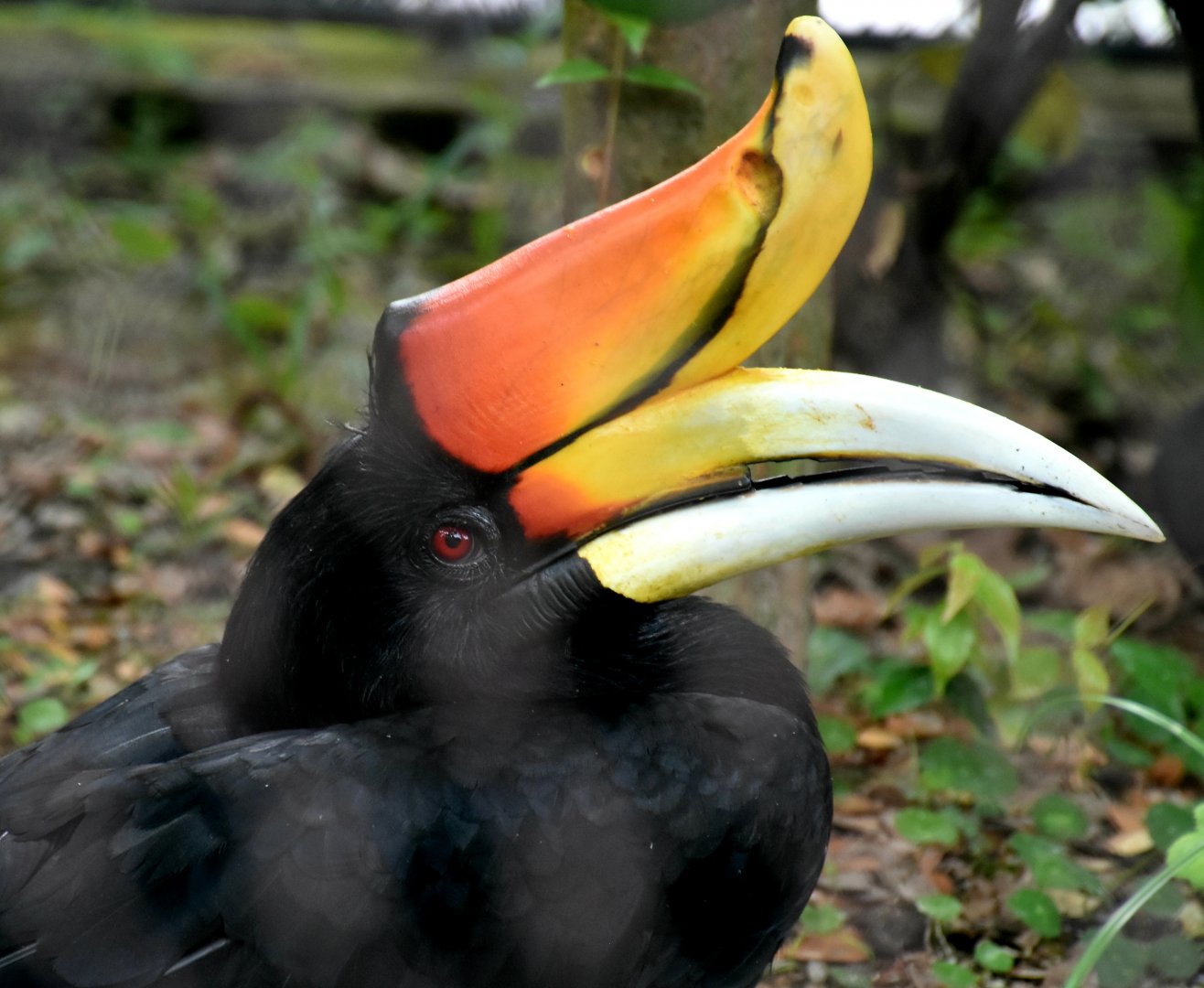 Javan Rhinoceros Hornbill (Buceros rhinoceros silvestris)