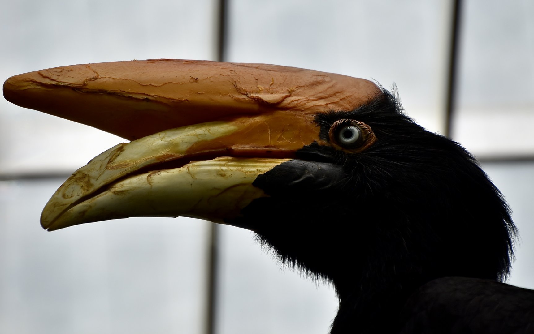 Javan Rhinoceros Hornbill (Buceros rhinoceros silvestris)