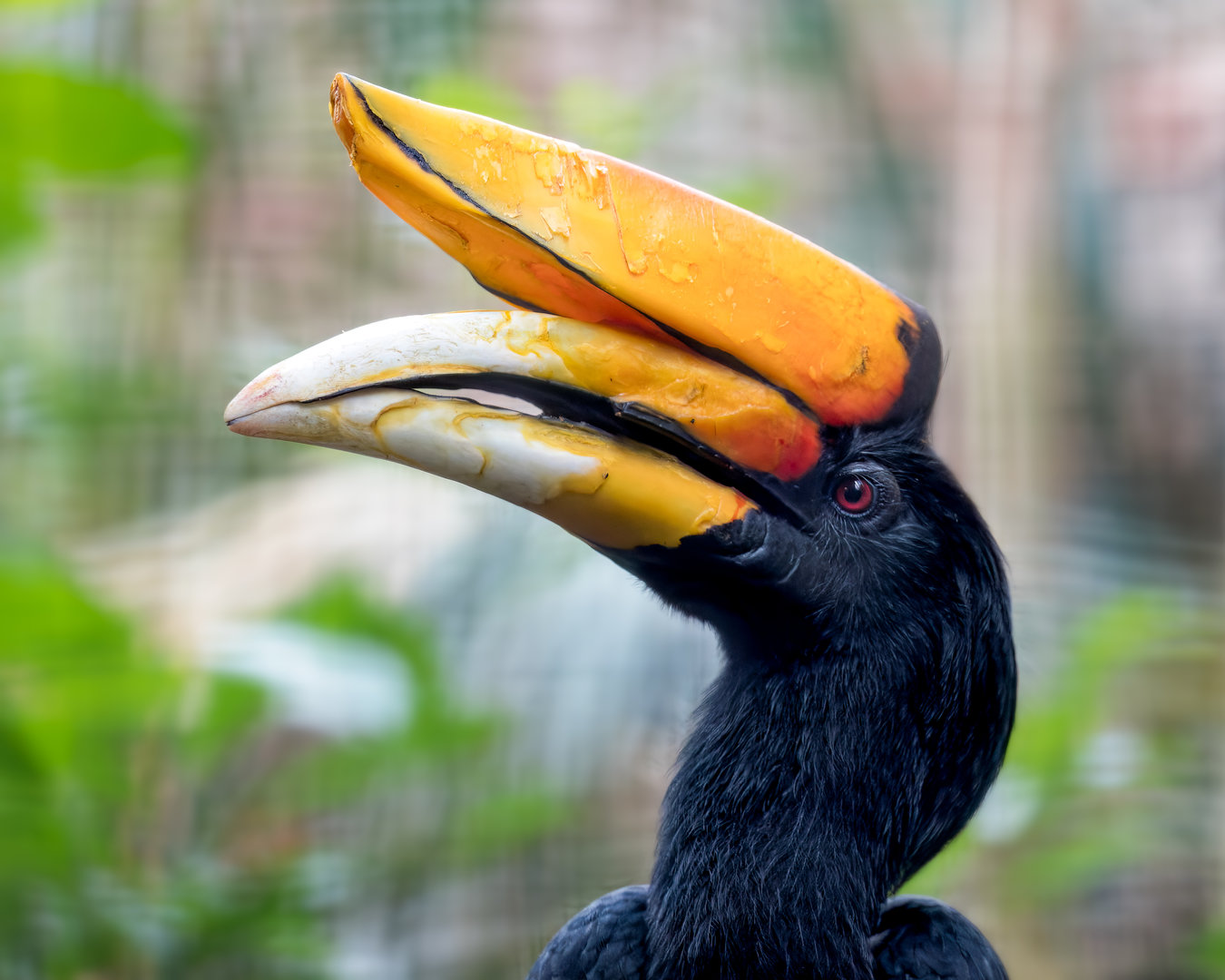 Javan Rhinoceros Hornbill / Chester Zoo / 2-9-22