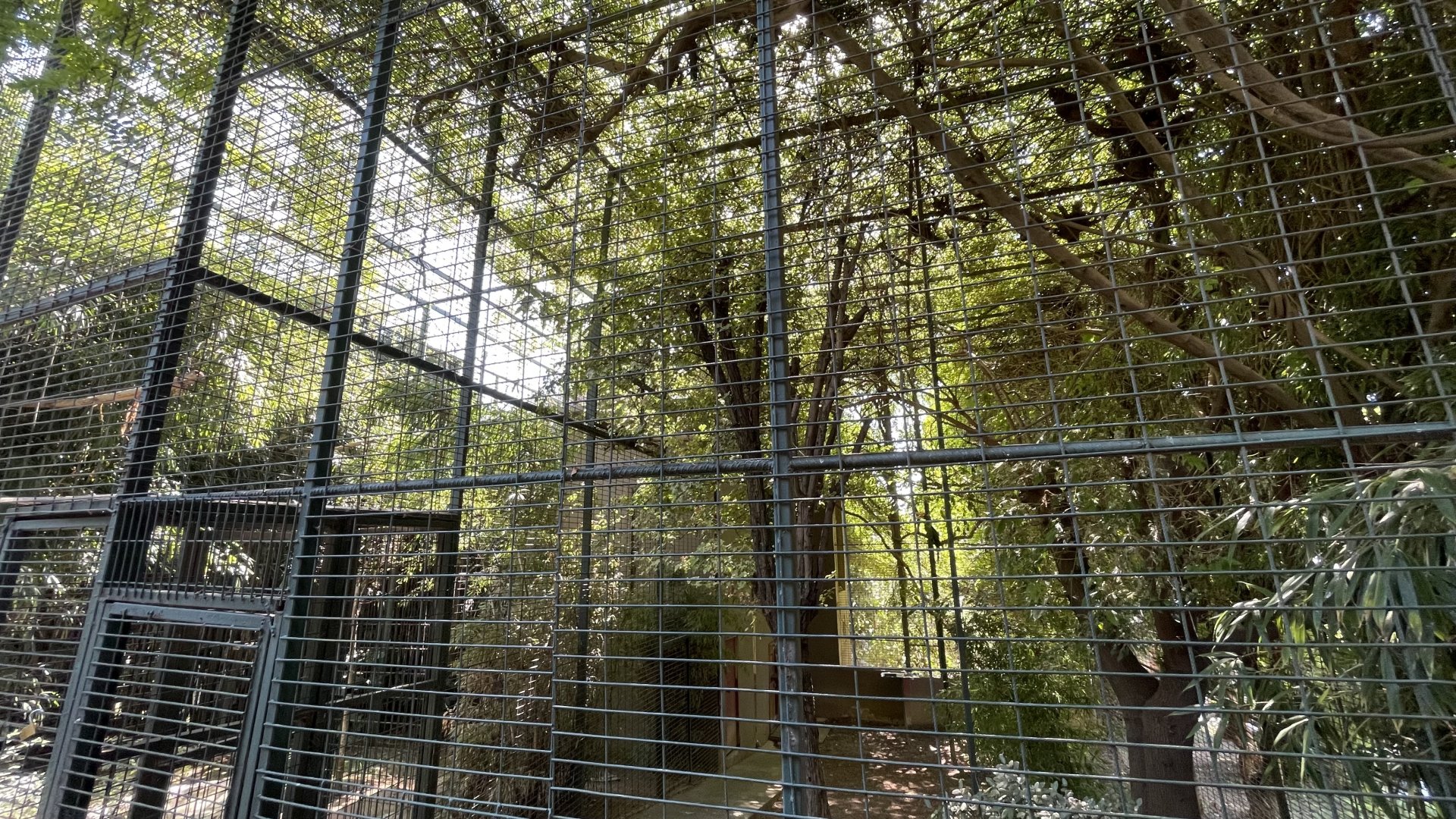 Javan rhinoceros hornbill exhibit