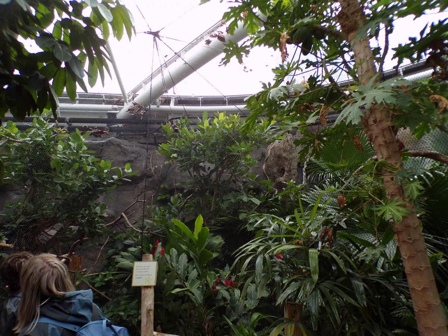 Javan rhinoceros hornbill indoor aviary 29.6.24