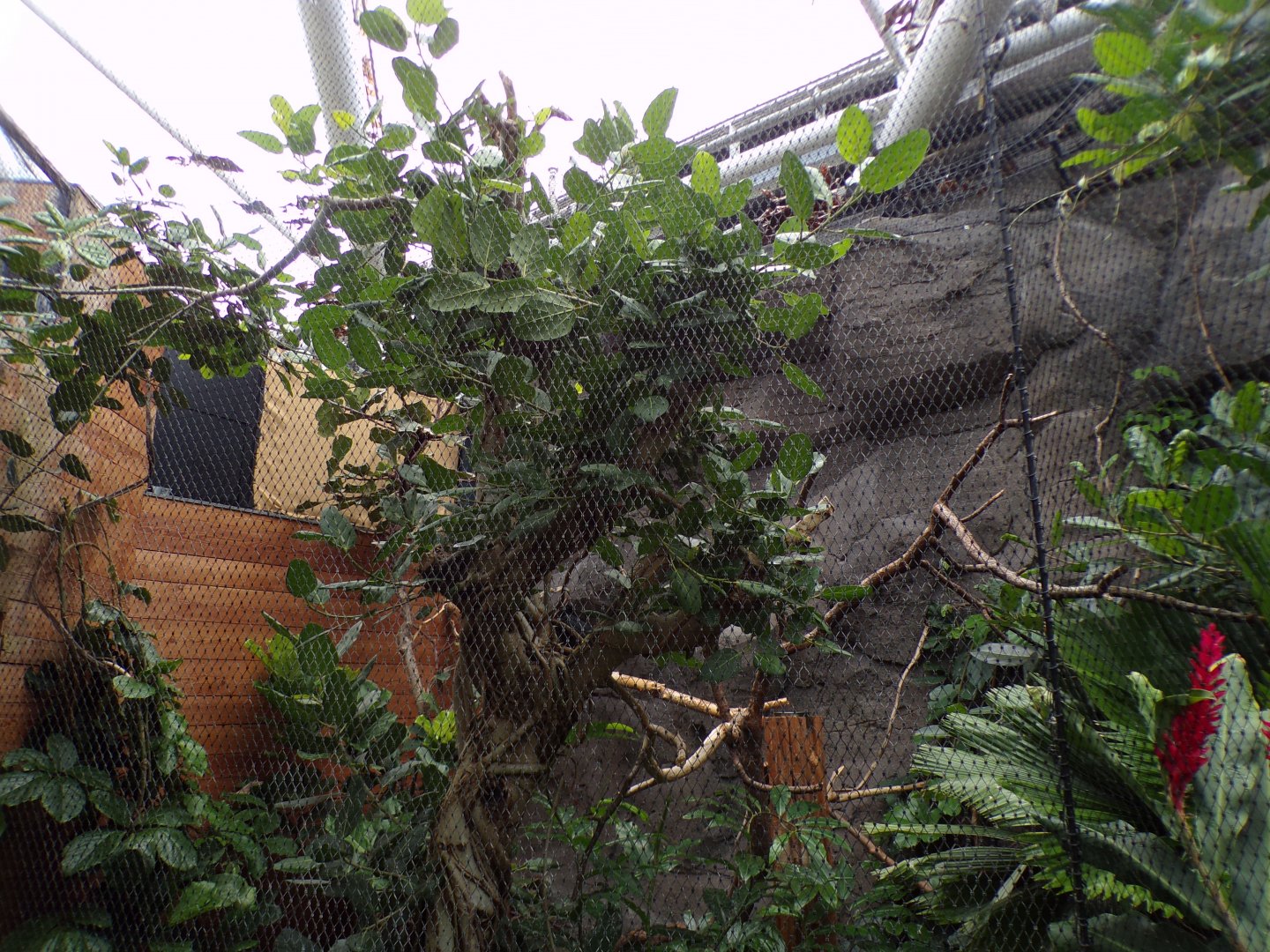 Javan rhinoceros hornbill indoors 29.6.24