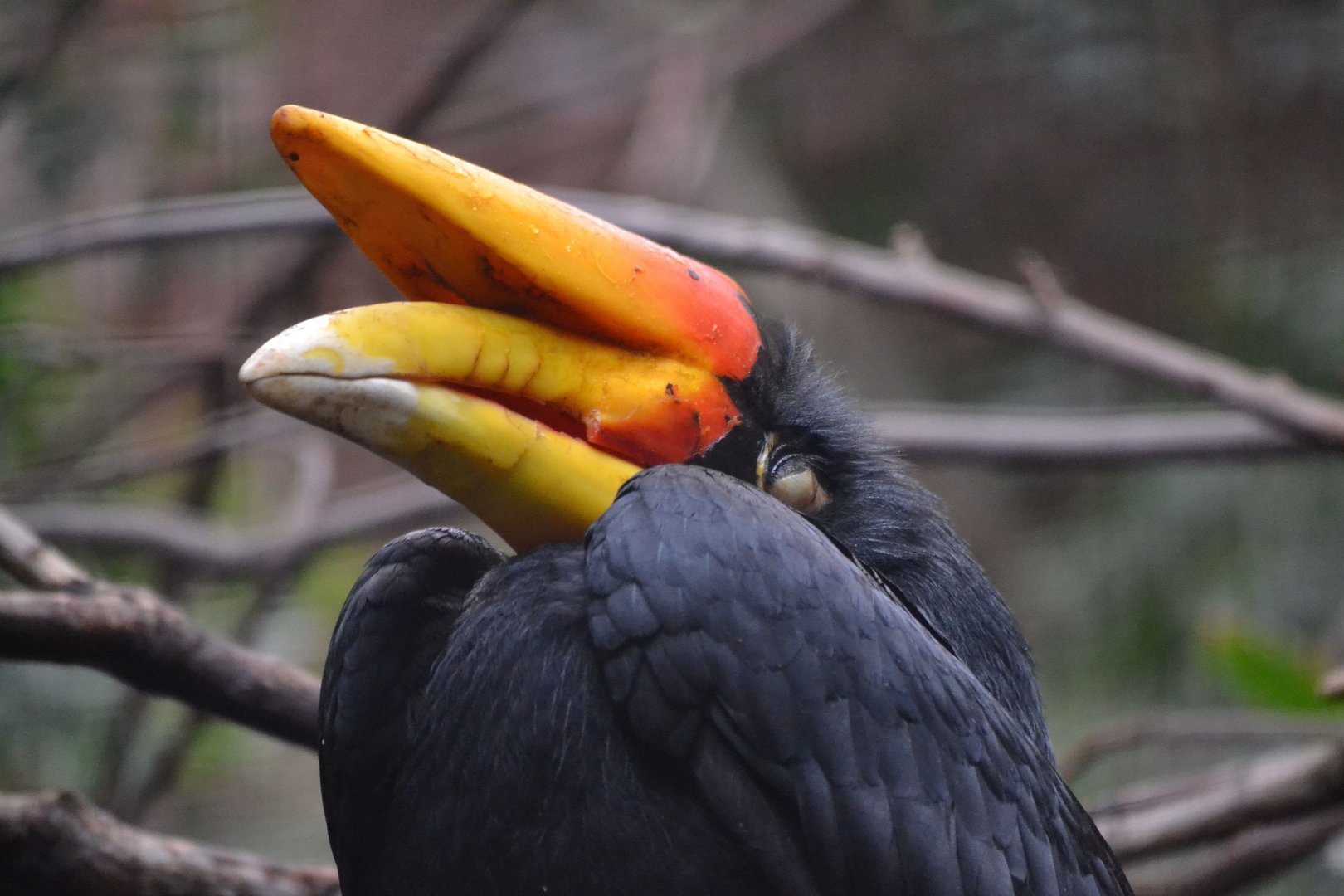 Javan Rhinoceros Hornbill - March 2018