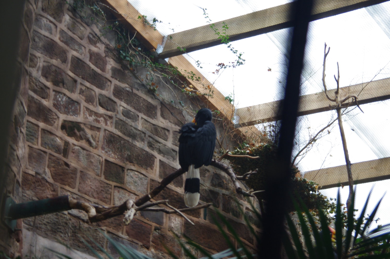 Javan Rhinoceros Hornbill- Tropical Realm- 5/4/2023