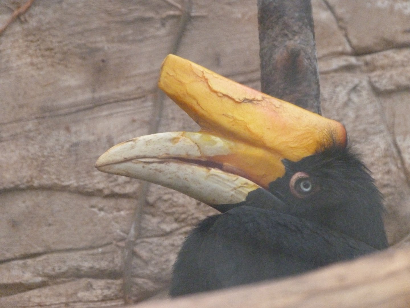 Javan rhinoceros hornbill -ZooParc de Beauval (2025)
