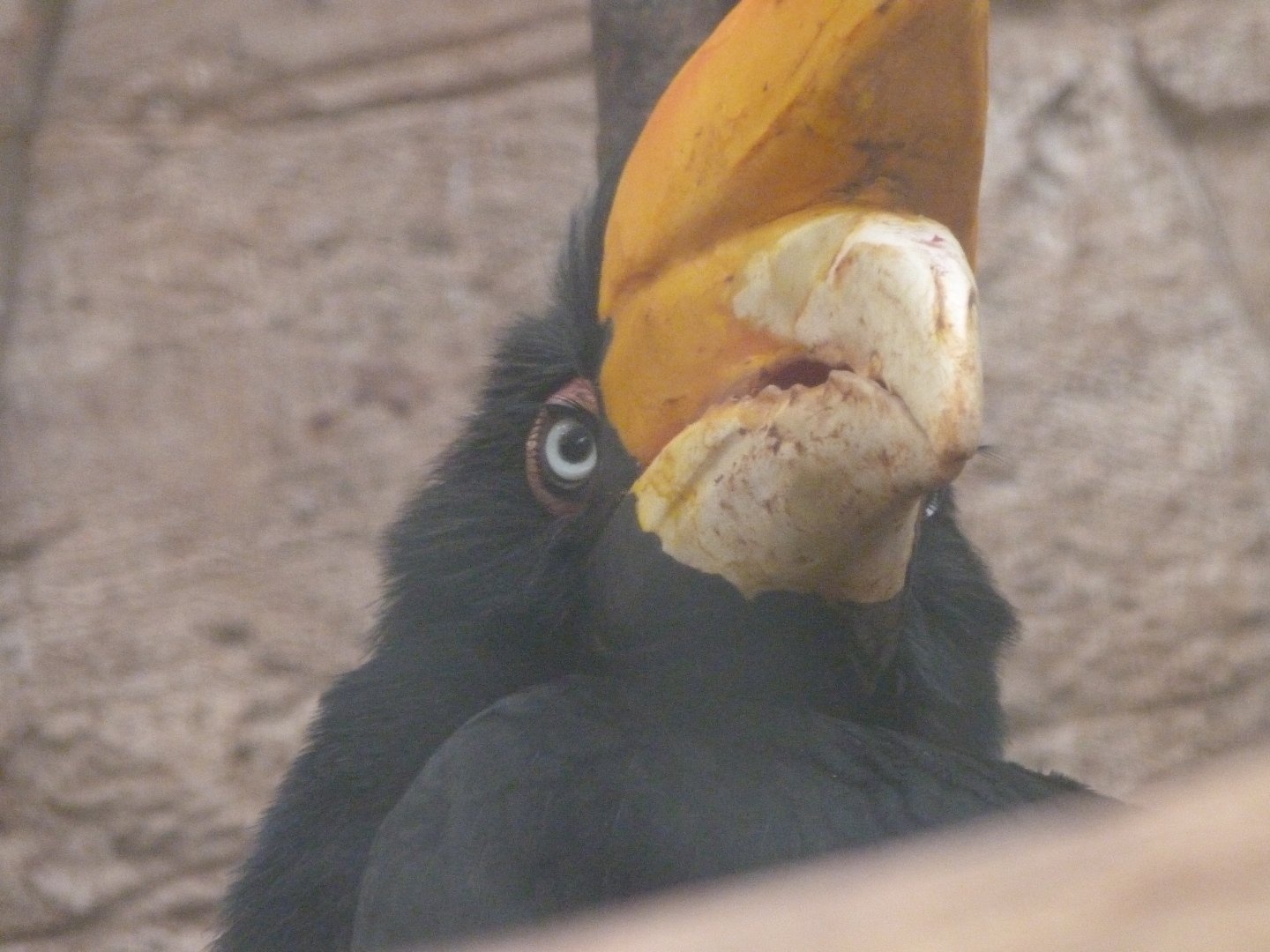 Javan rhinoceros hornbill -ZooParc de Beauval (2025)