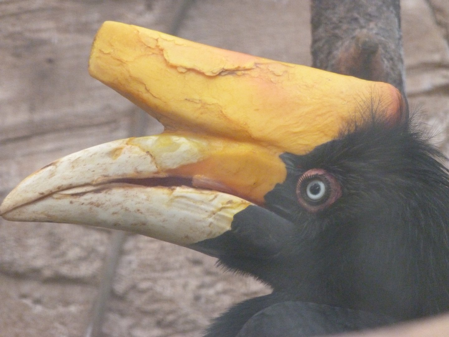 Javan rhinoceros hornbill -ZooParc de Beauval (2025)