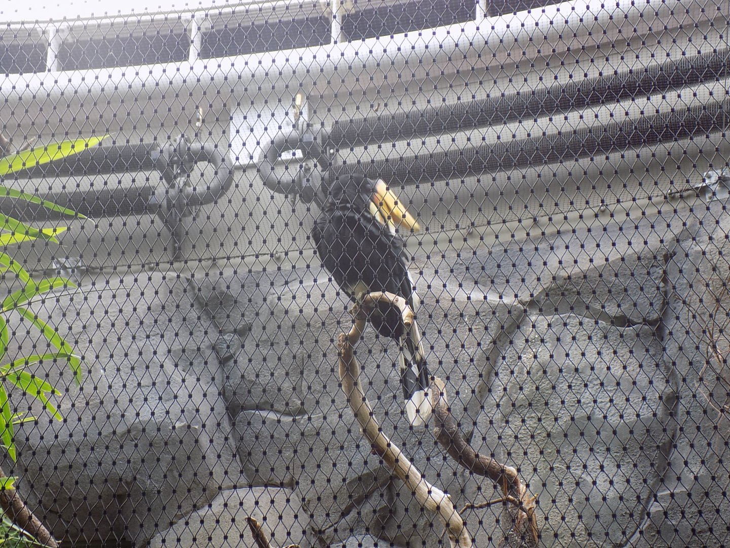 Javan Rhinoceros Hornbill