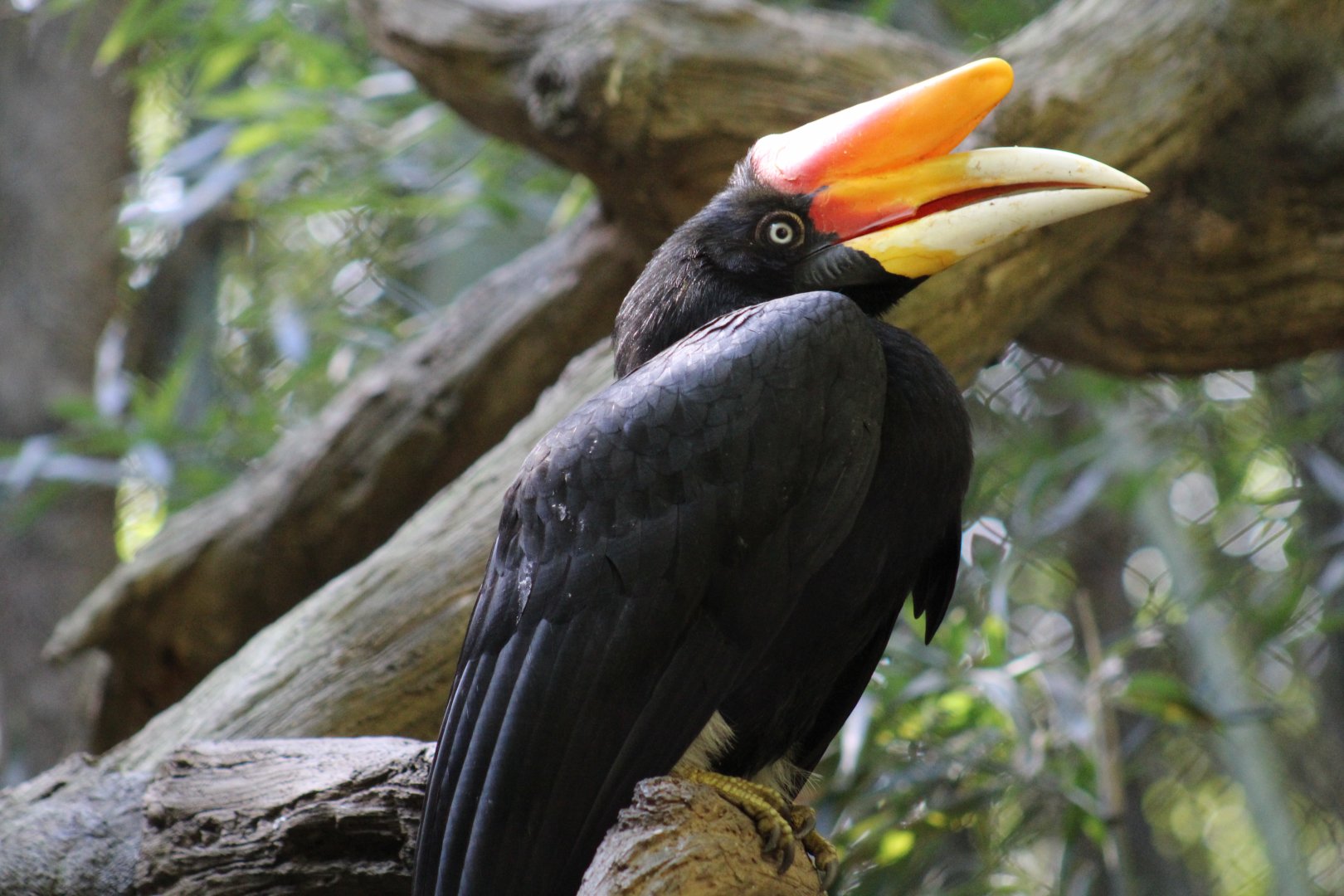 Javan Rhinoceros Hornbill