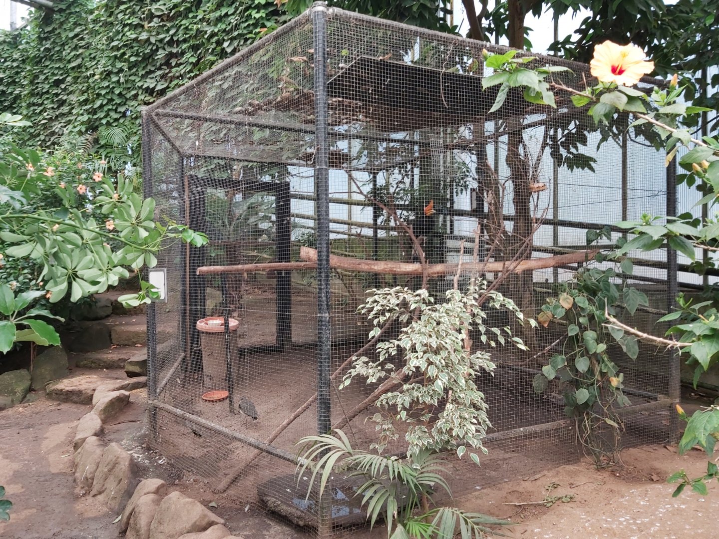 Javan rhinoceros hornbill