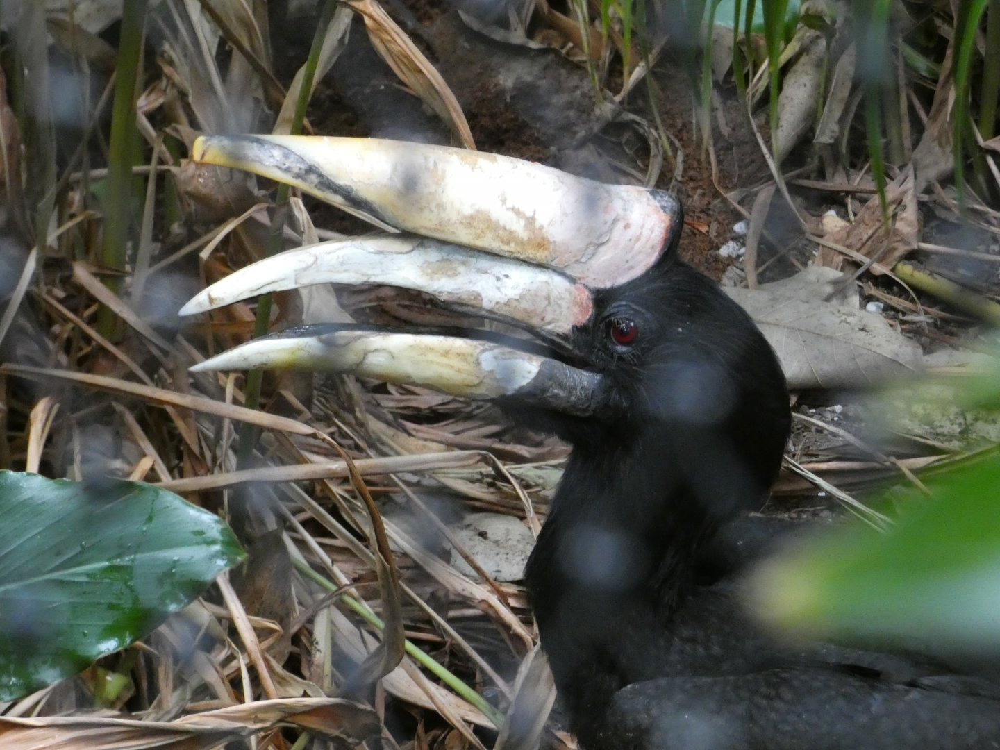 Javan rhinoceros hornbill