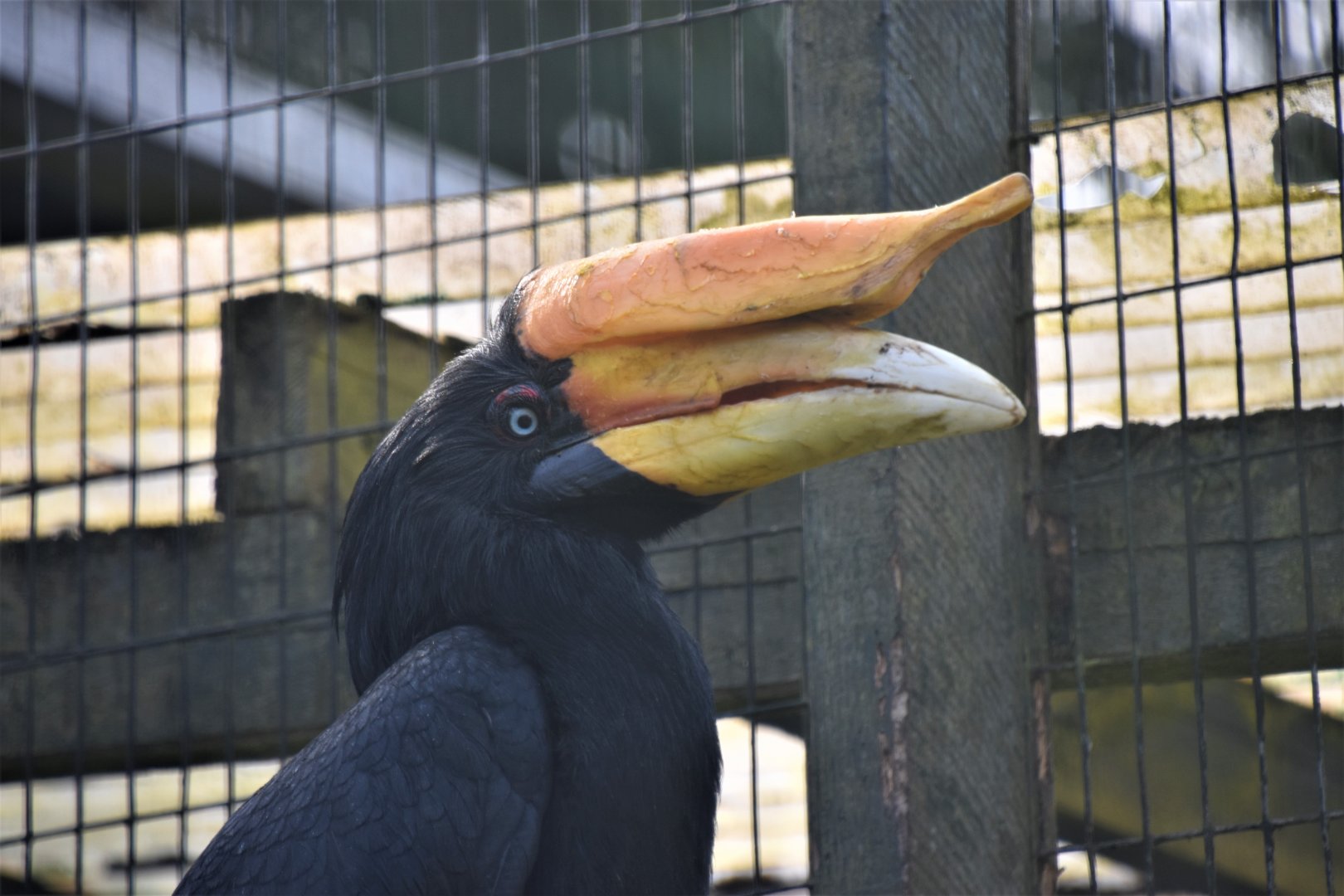 Javan rhinoceros hornbill