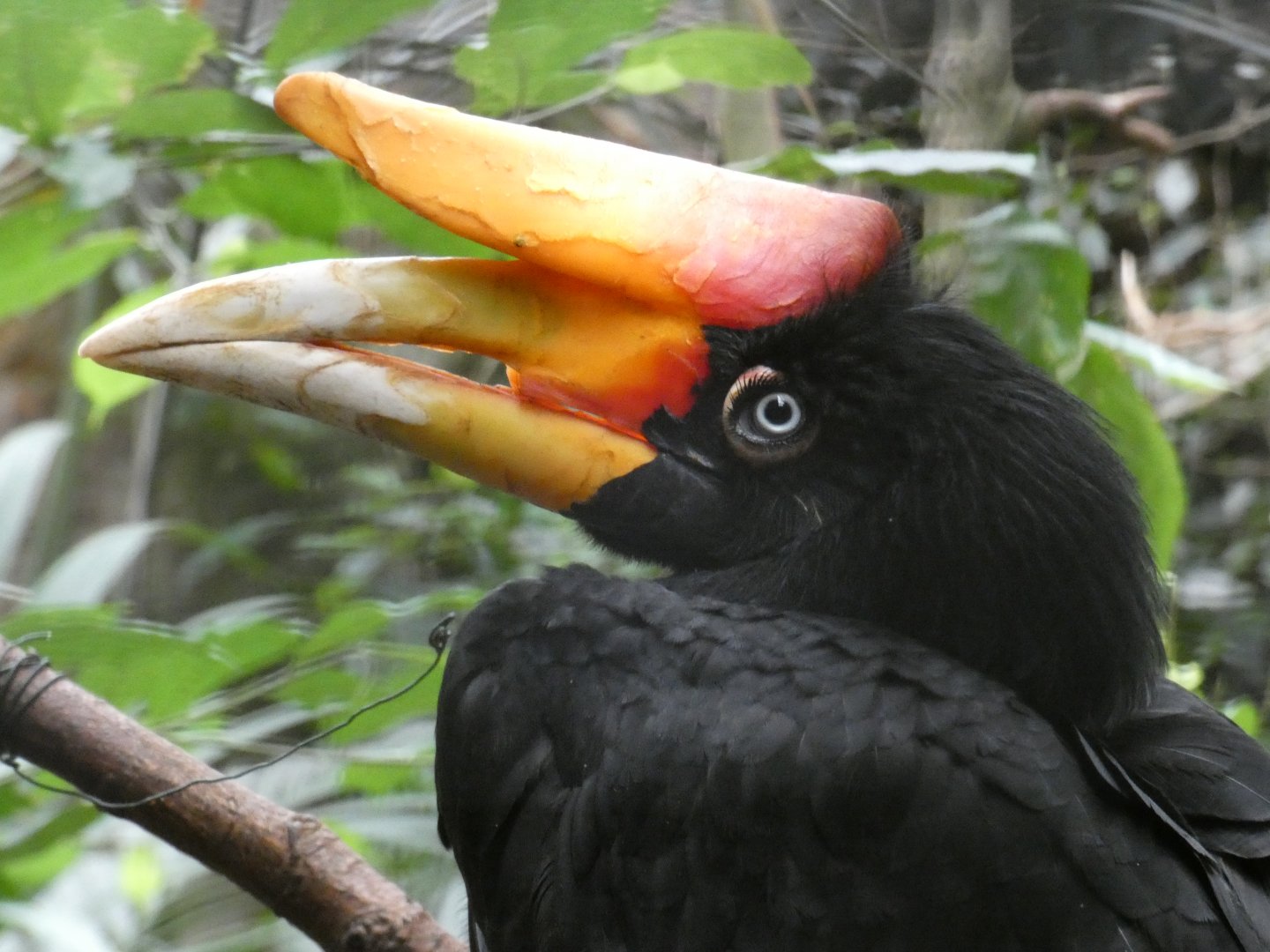 Javan rhinoceros hornbill