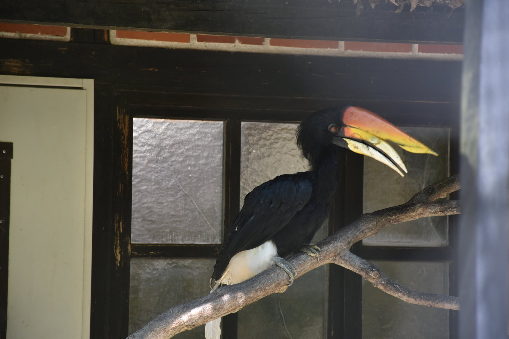 Javan rhinoceros hornbill