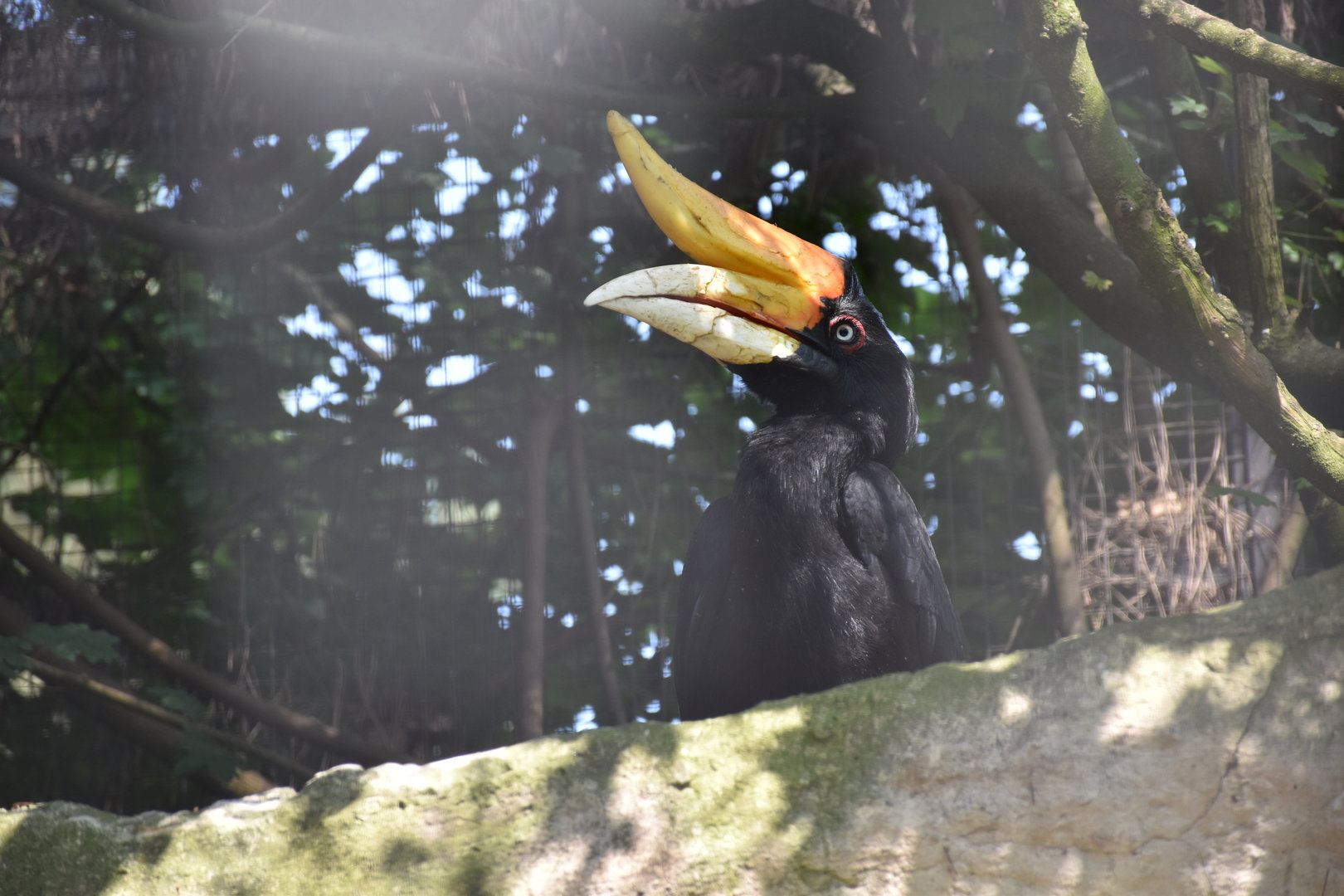 Javan rhinoceros hornbill