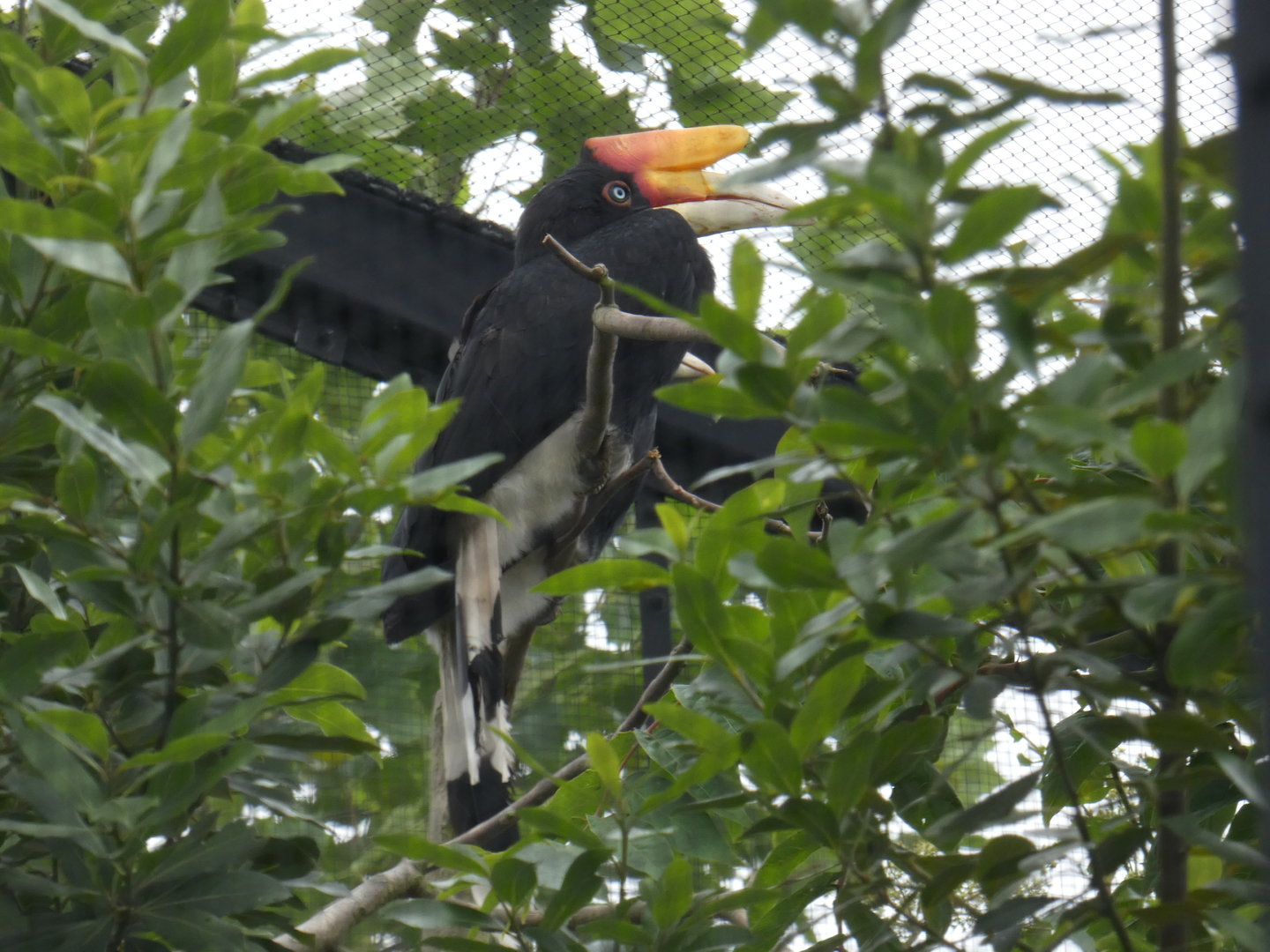 Javan rhinoceros hornbill