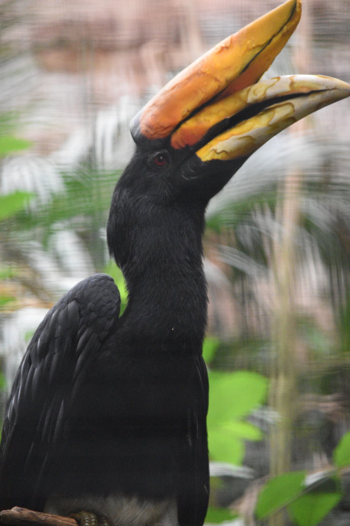 Javan Rhinoceros Hornbill