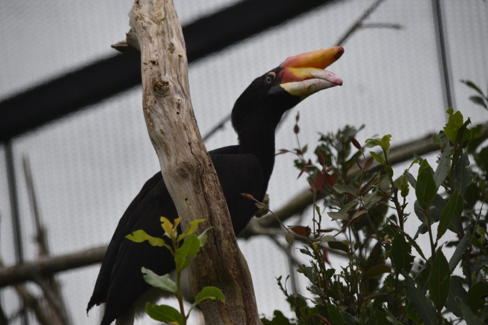 Javan Rhinoceros Hornbill