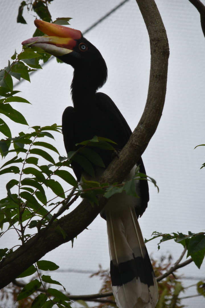 Javan Rhinoceros Hornbill