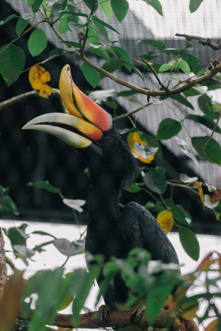 Javan Rhinoceros Hornbill