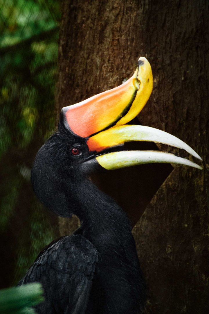 Javan Rhinoceros Hornbill