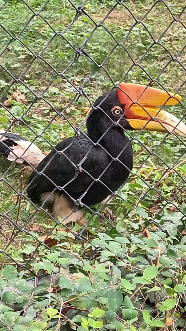 Javan rhinoceros Hornbill