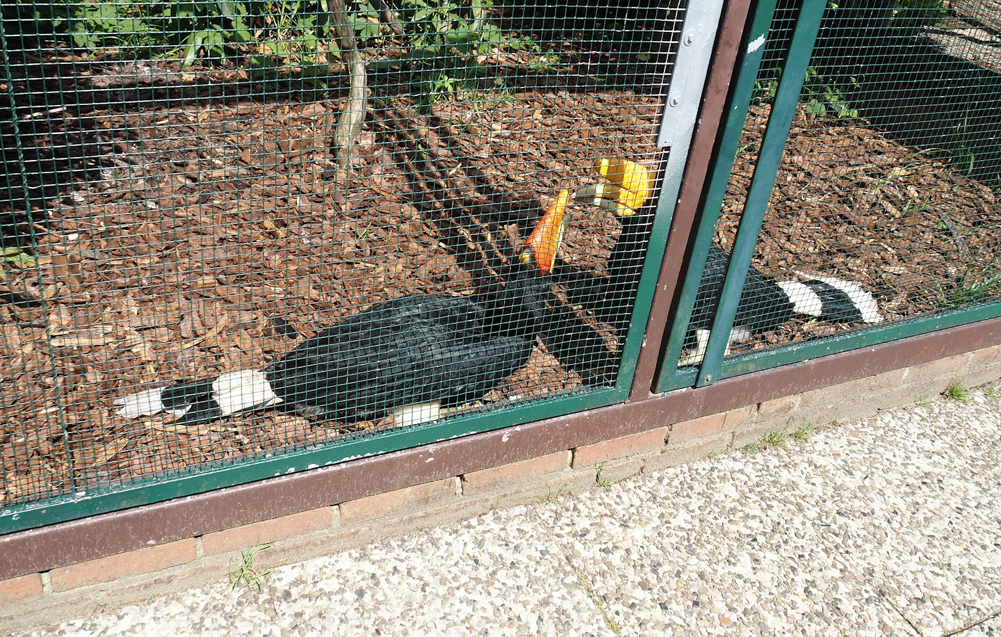 Javan rhinoceros hornbills (Buceros rhinoceros silvestris), 2024-05-23