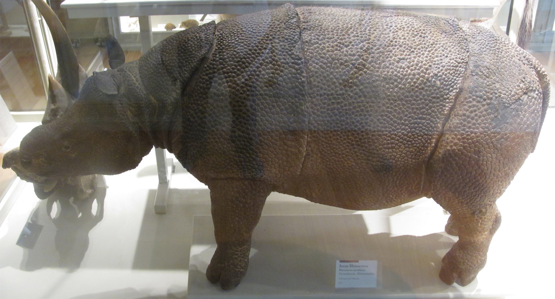 Javan Rhinoceros Juvenile