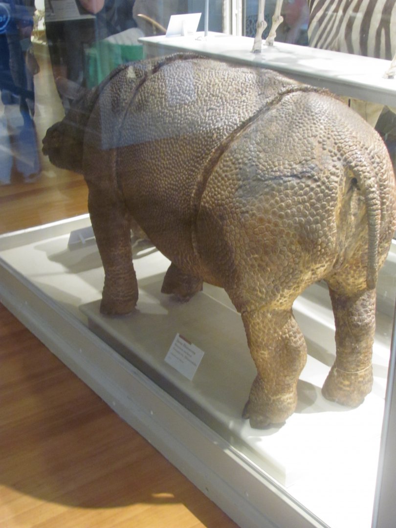 Javan Rhinoceros Juvenile