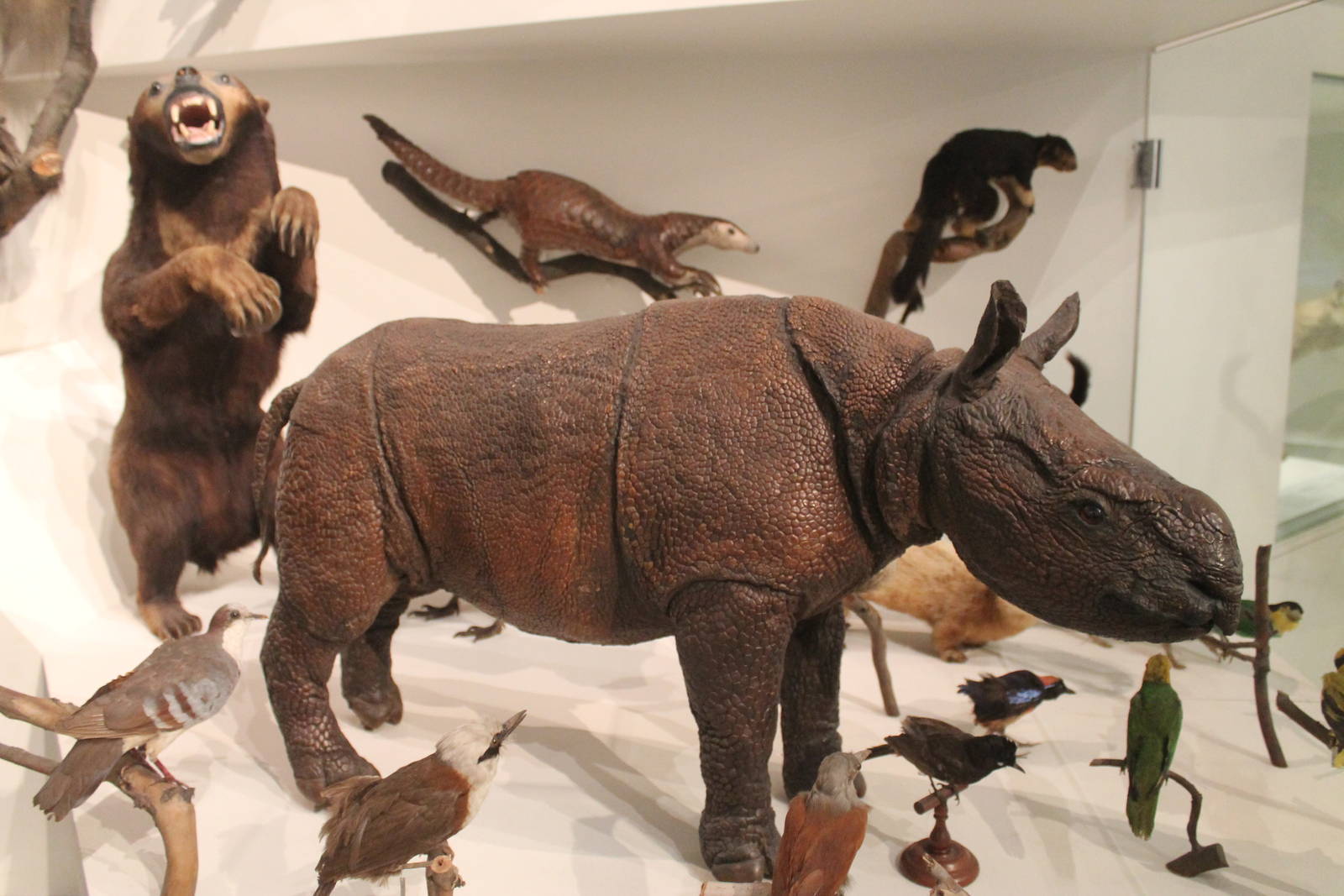 Javan Rhinoceros (Rhinoceros sondaicus)