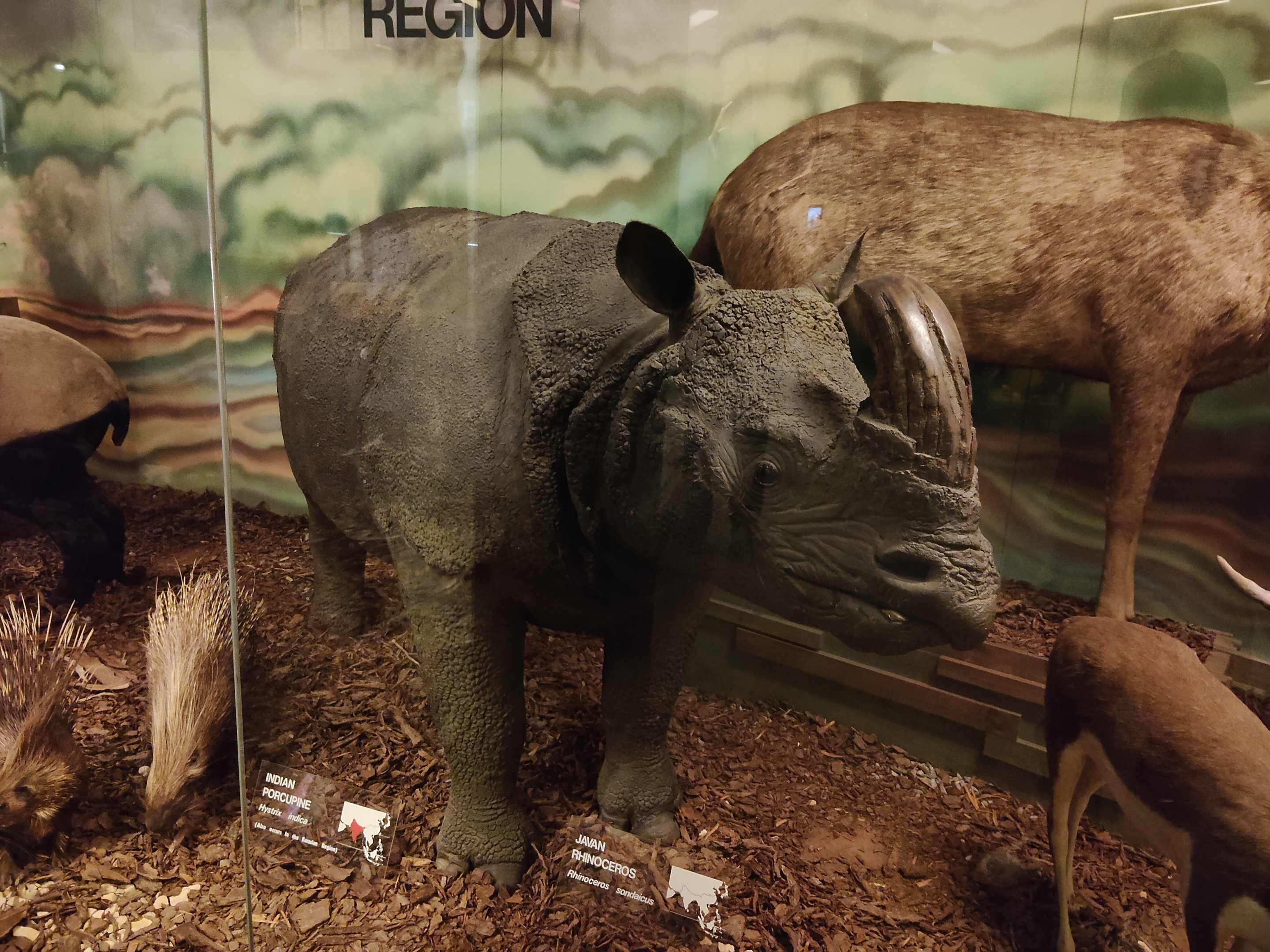 Javan Rhinoceros
