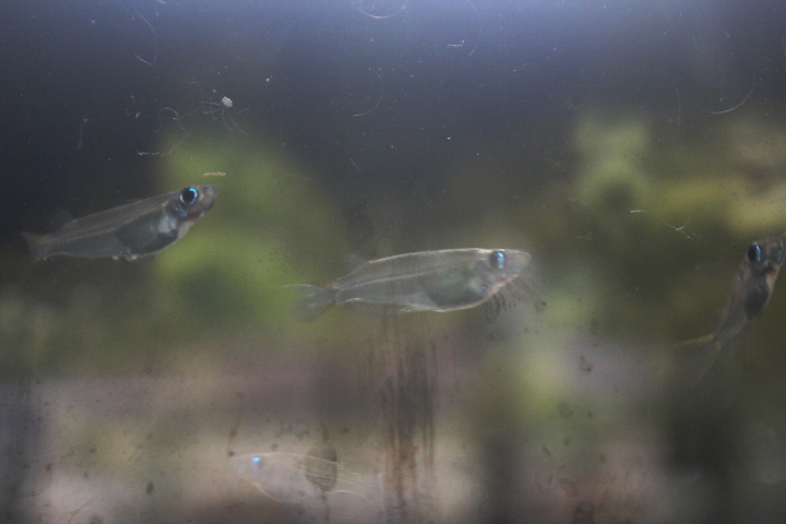 Javan ricefish (Oryzias javanicus) - PCBA
