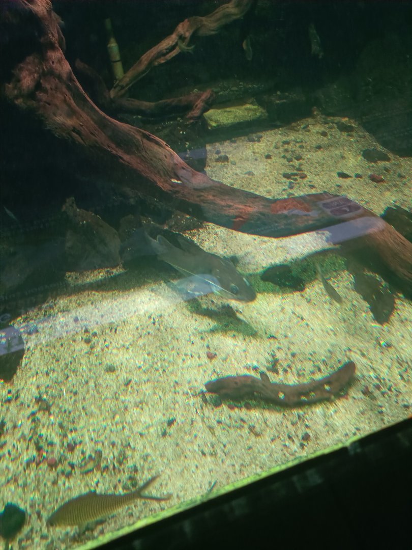 Javan River Catfish (Hemibagrus hoevenii)