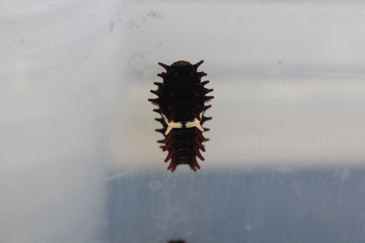 Javan rose caterpillar (Pachliopta adamas cf. adamas) - Aviary Park