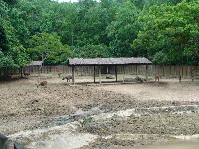 Javan Rusa and Bornean sumatran rhinoceros