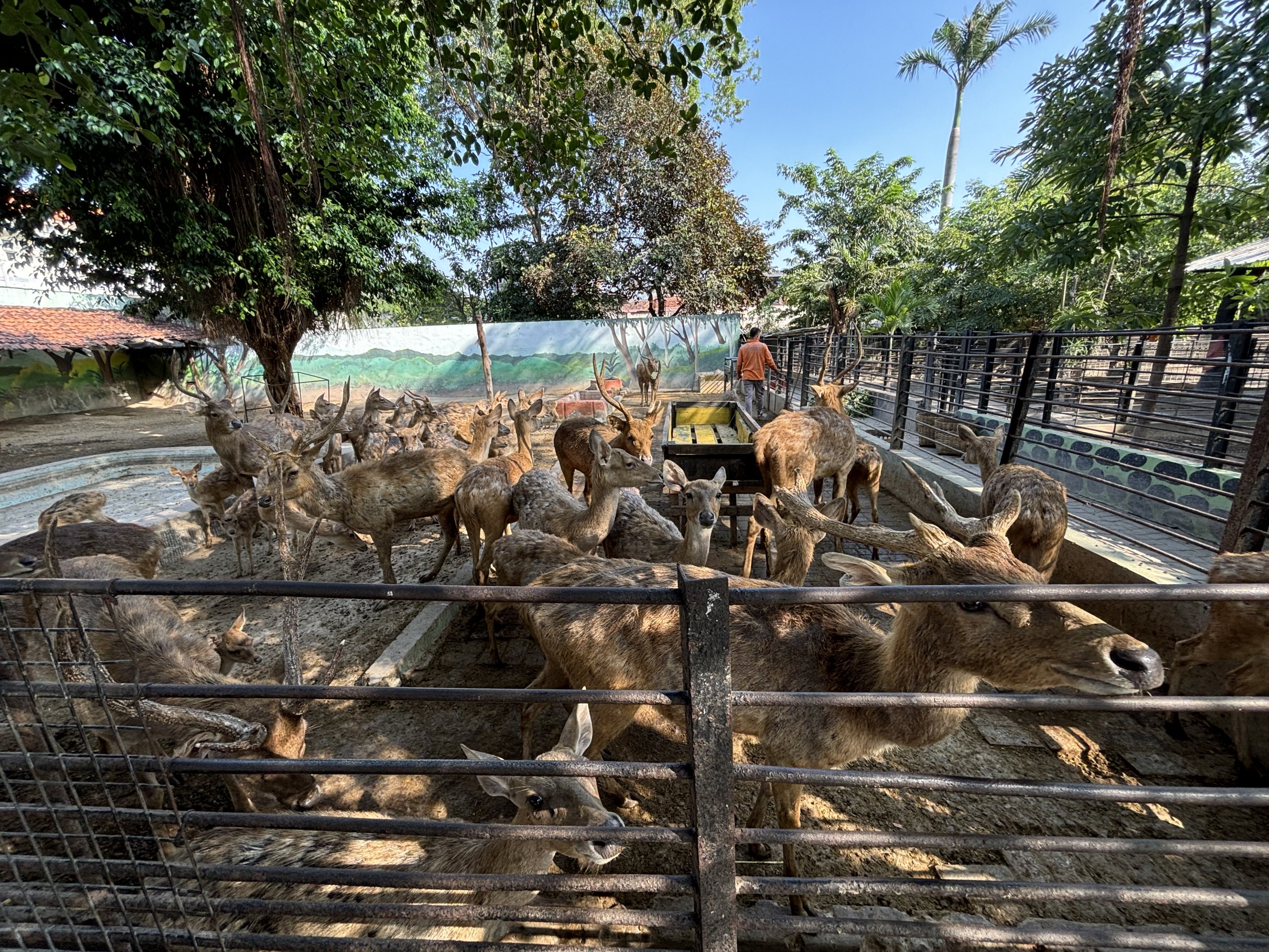 Javan Rusa Deer Exhibit #1 - packed!